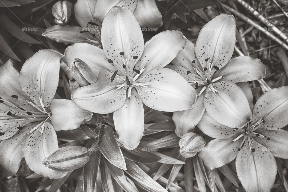 Black and white picture of flowers 