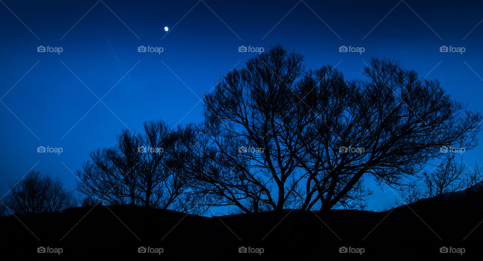 Tree, Dawn, Landscape, No Person, Sunset