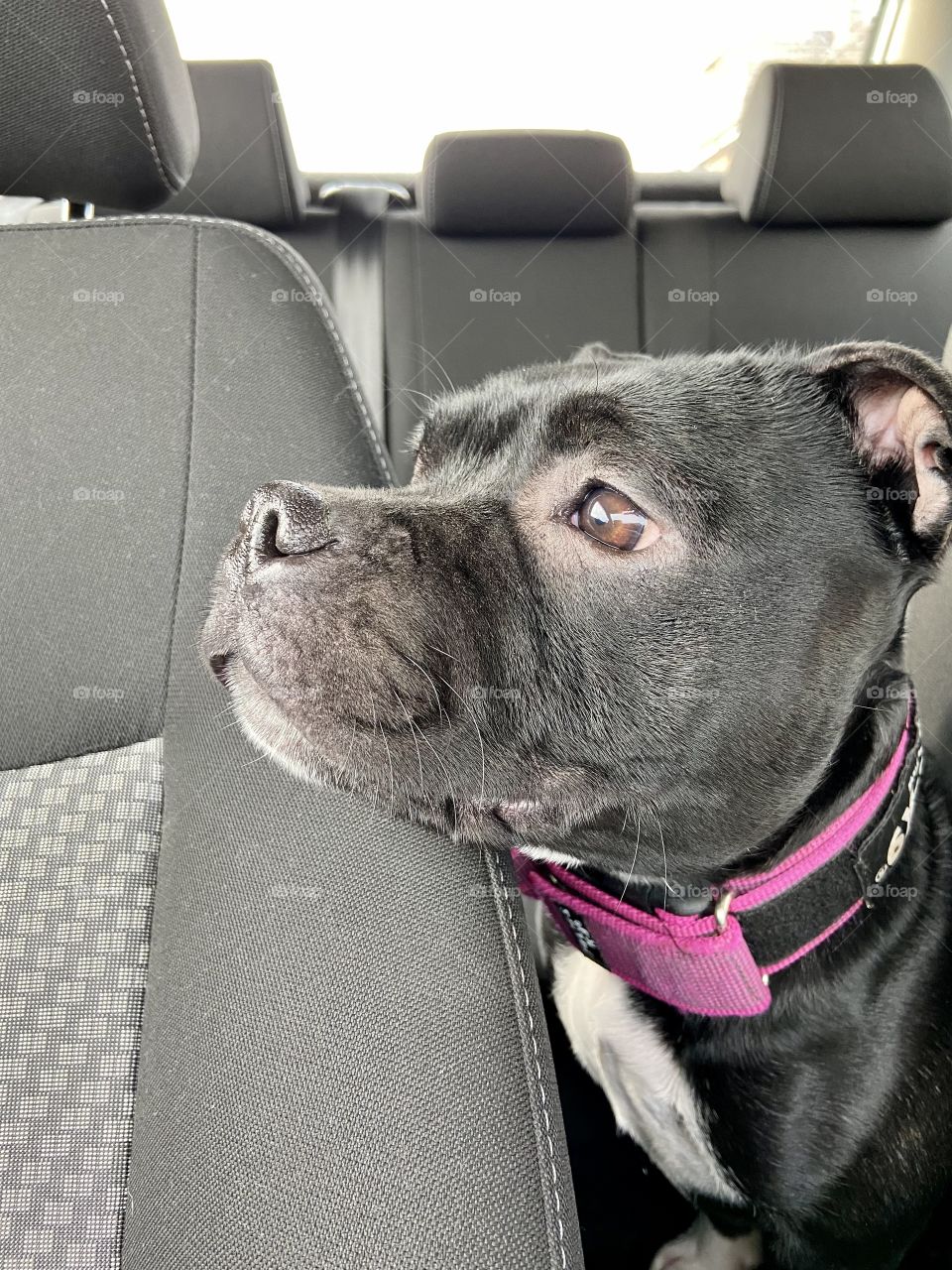 Bella the Staffie 🐶