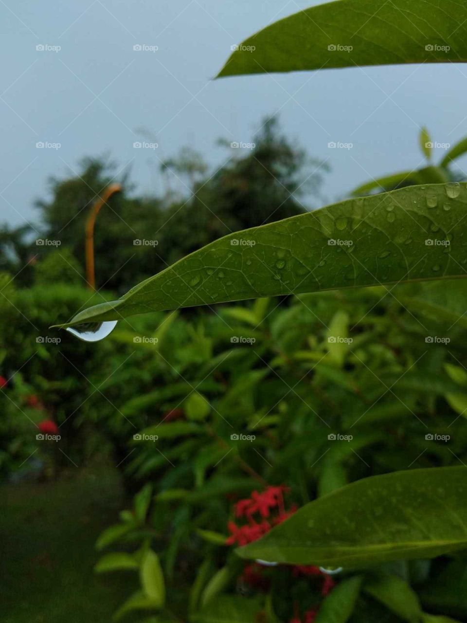green leaves in the water drop
