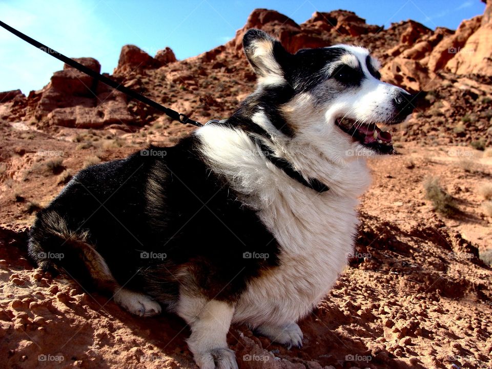 Corgi in Valley of Fire