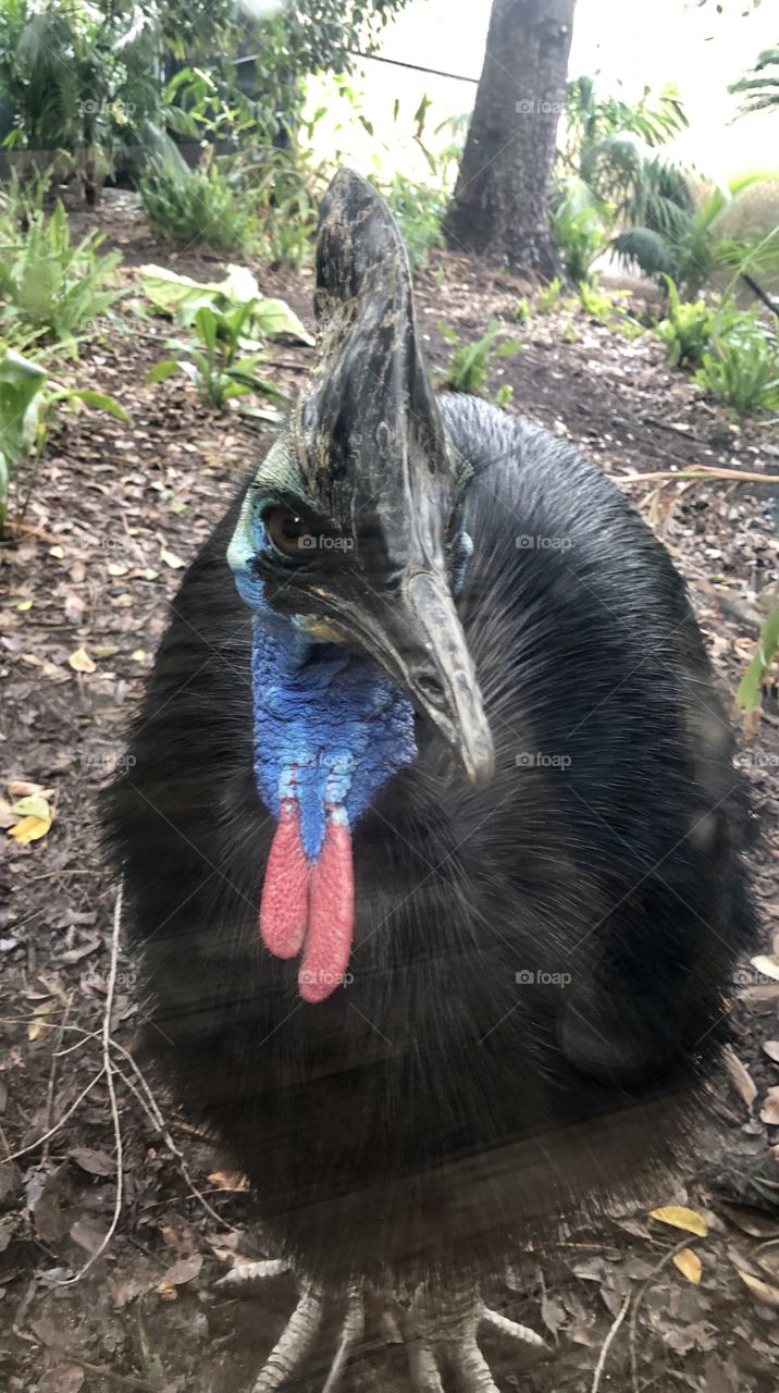 Cassowary 