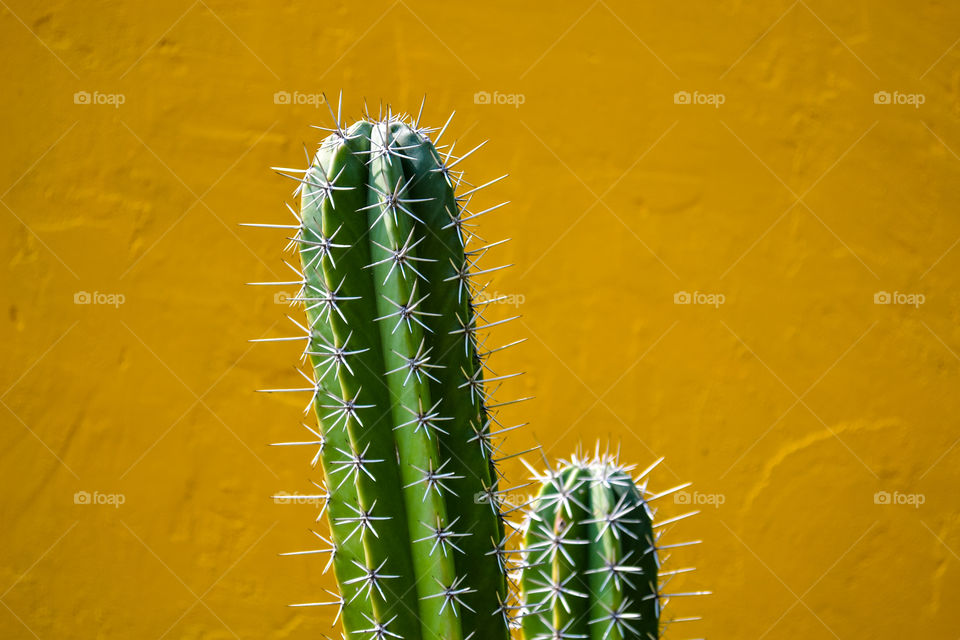 Cactuses on yellow wall  background