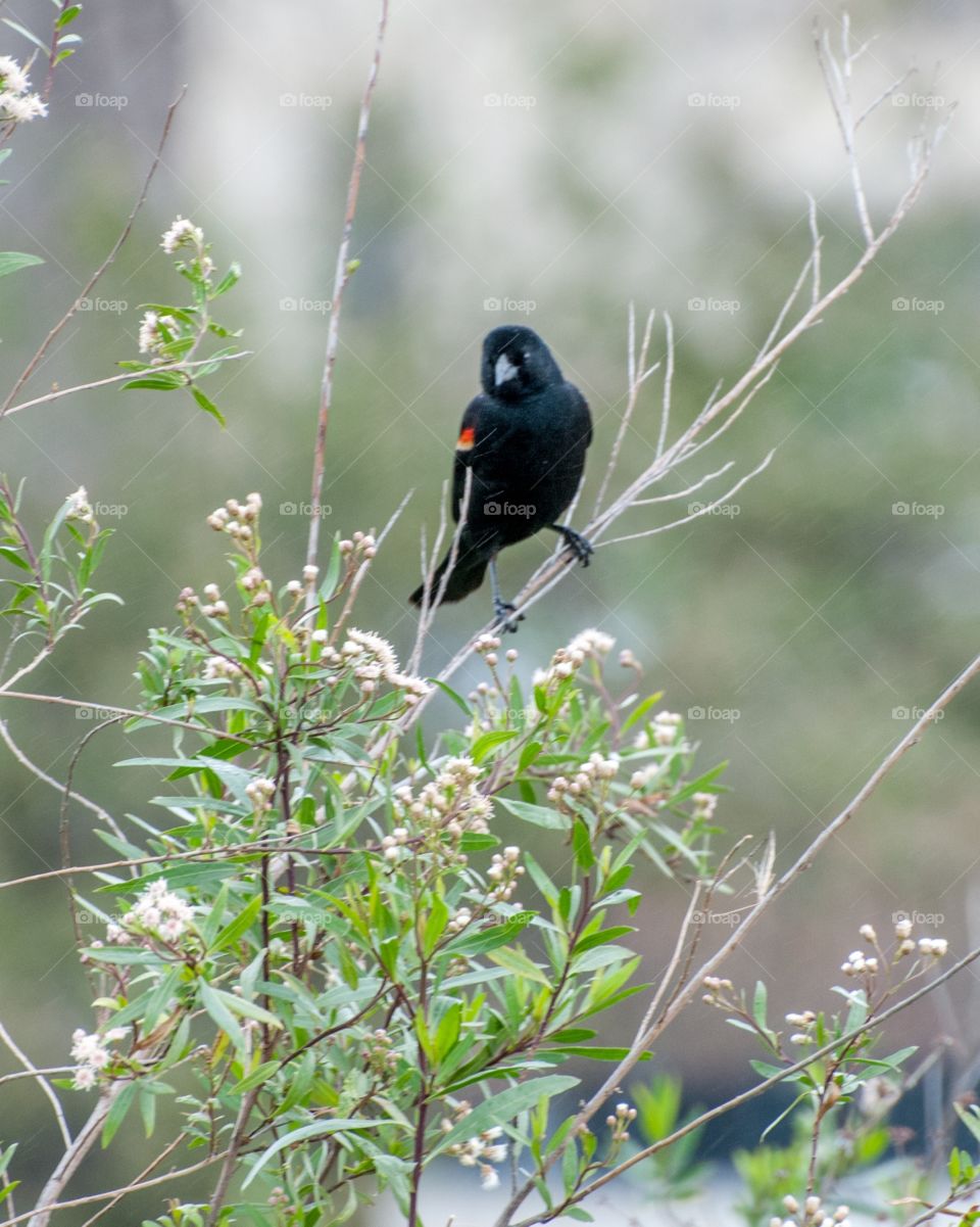 Blackbird on branch