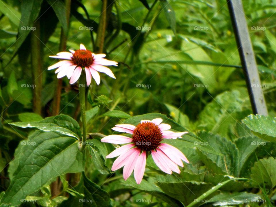 Cone Flower