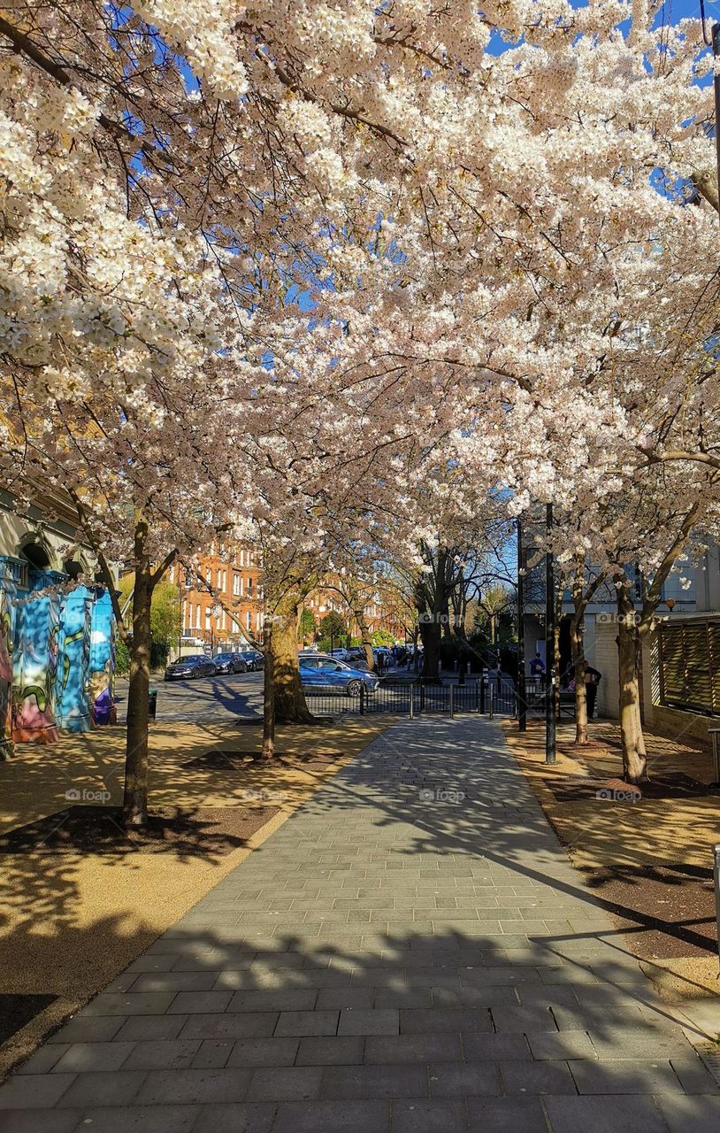 Spring in the city. London. Blooming time.