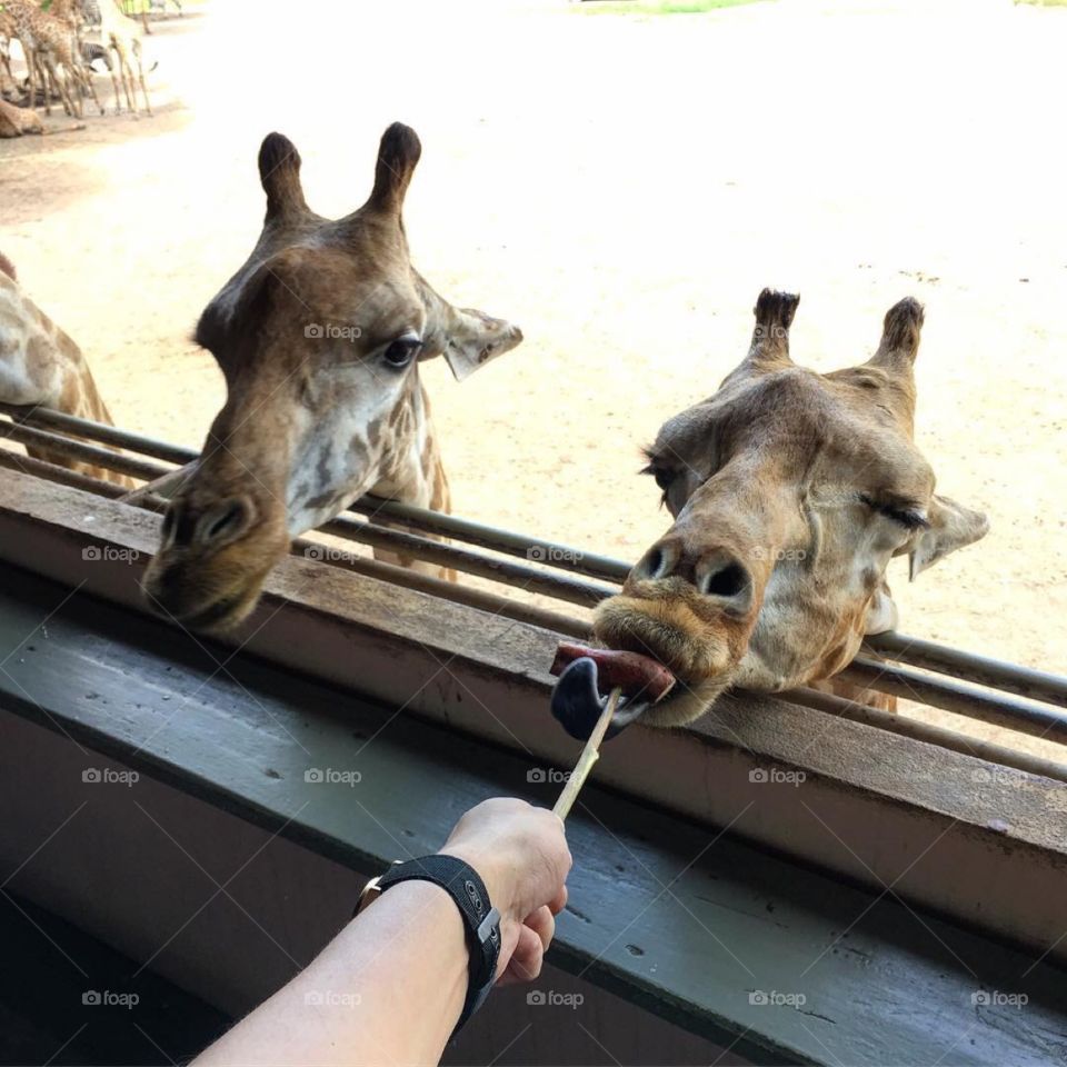 Feeding the giraffe 🦒