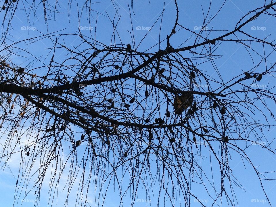 Branches