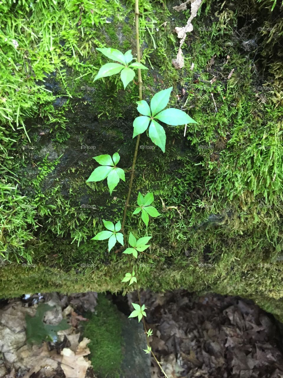 Like a water fall with ivy