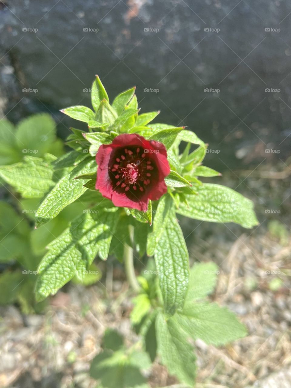 Pretty little flower 🌹