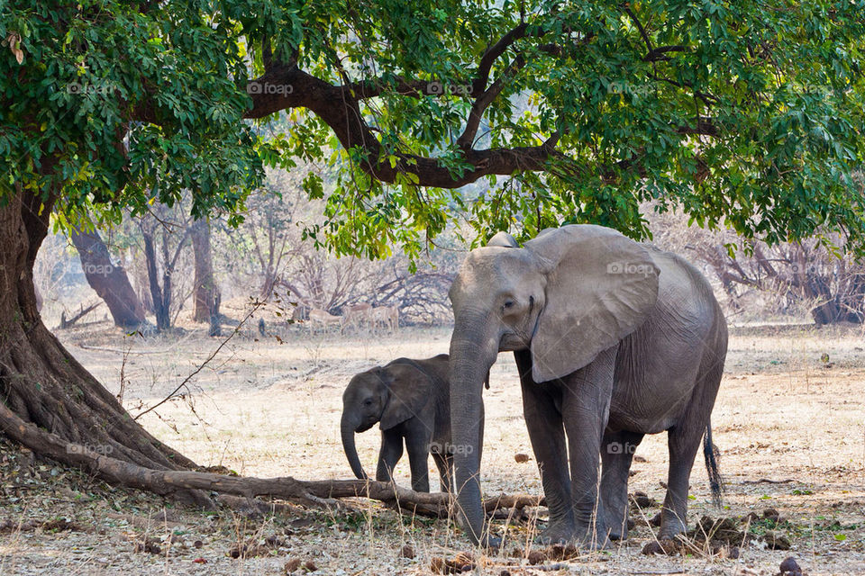 travel baby mother and by mike007