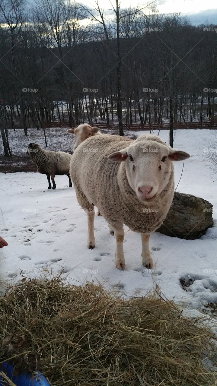 winter sheep
