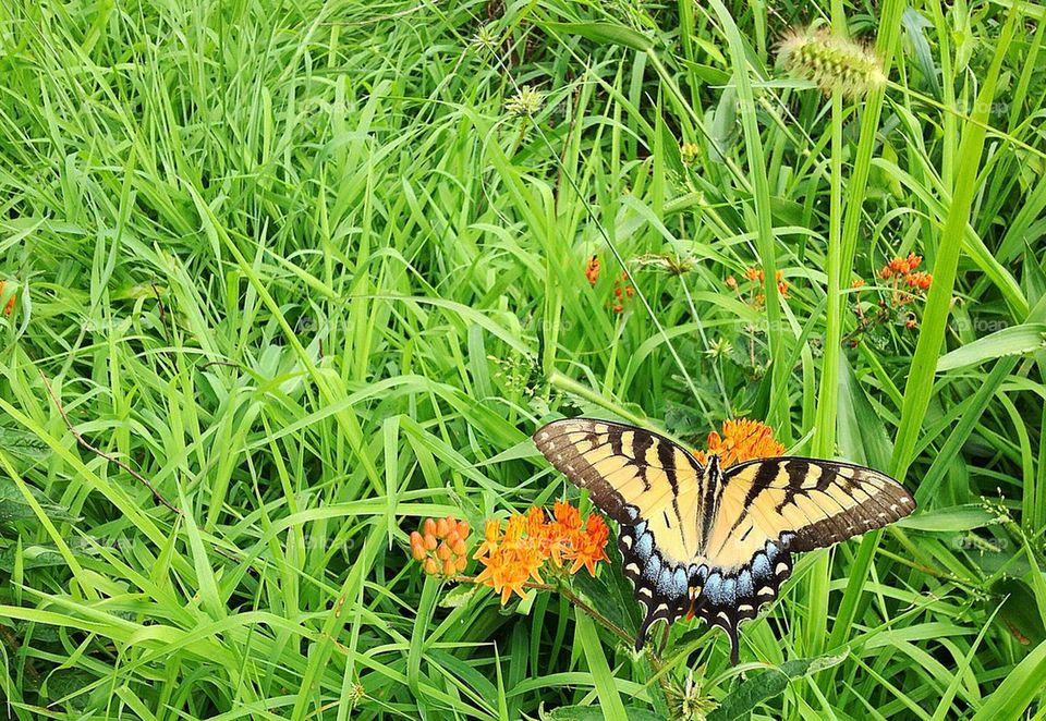 Butterfly on tall grass