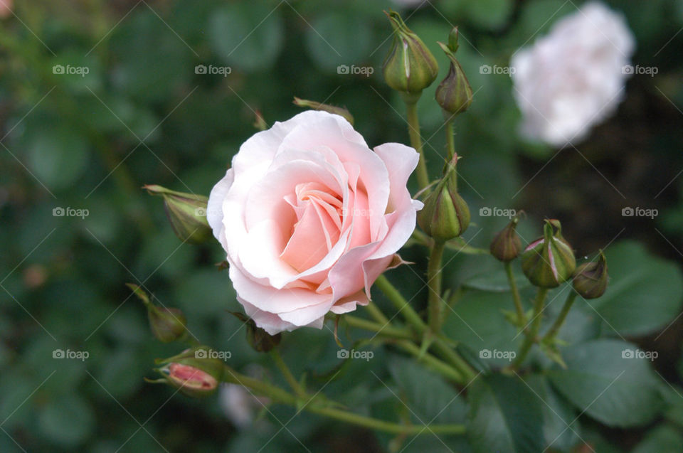 garden sweet bud rose by stevephot