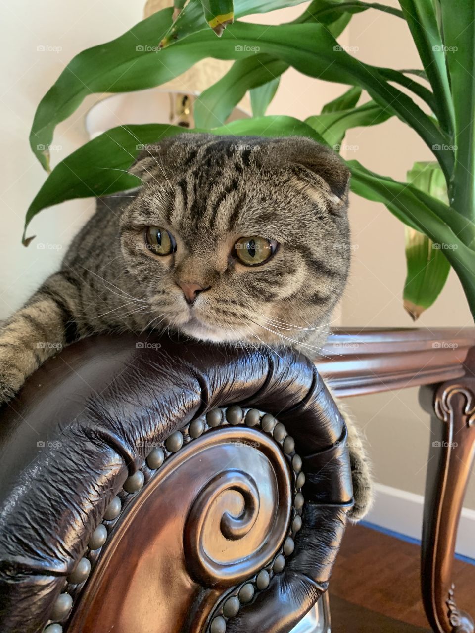 Our Tiger cat resting