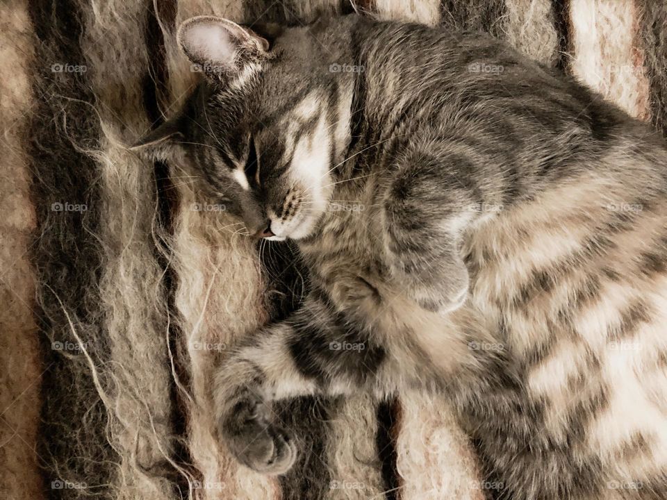 The cat is sleeping on a blanket of the same color 