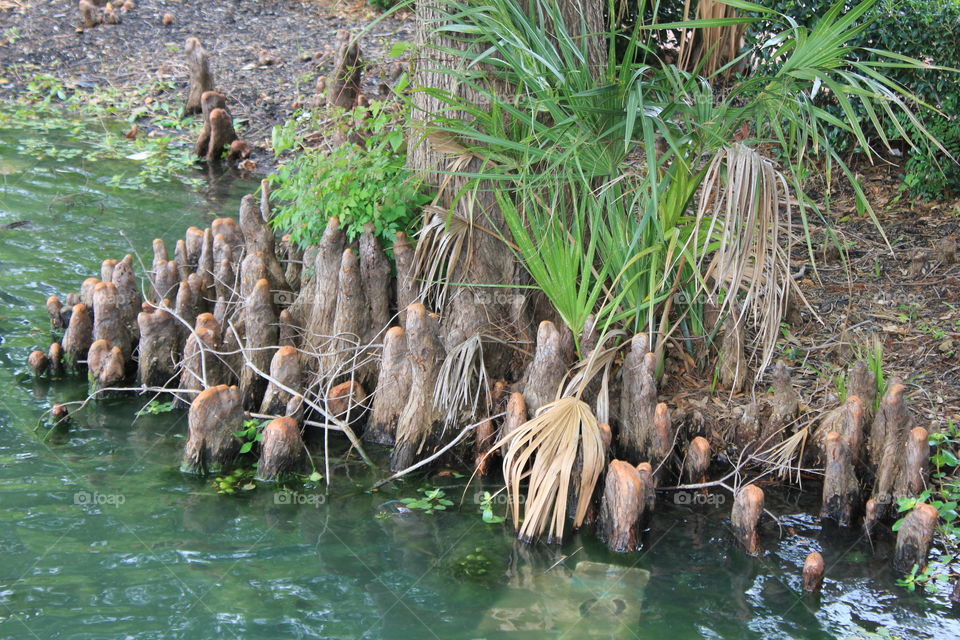 Knees in nature. Cypress tree roots