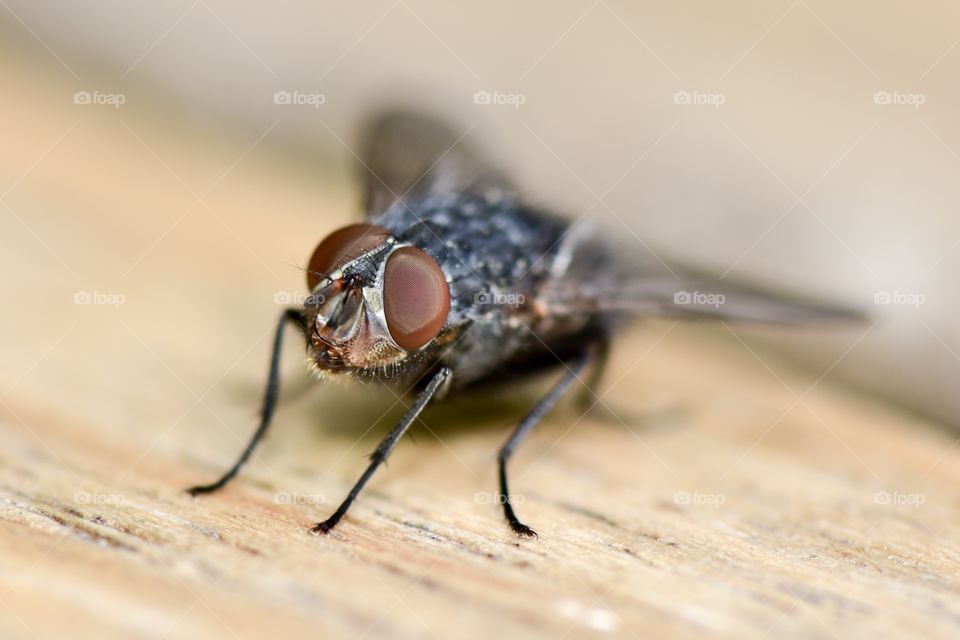 Macro shot of a fly