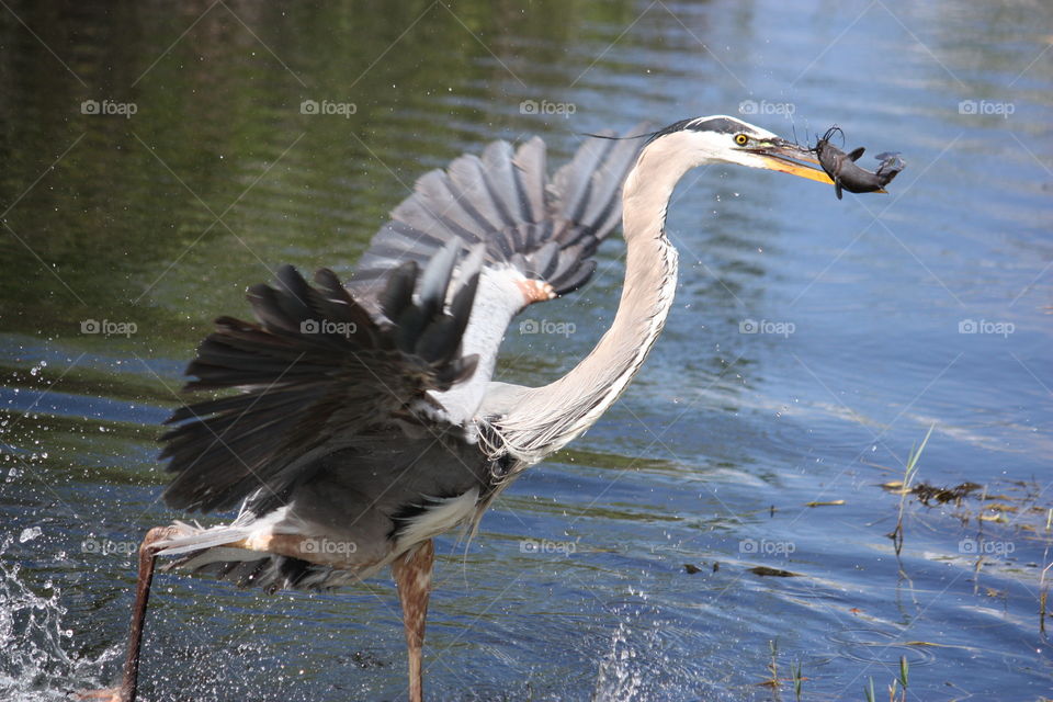 Great Blue Heron catching catfish