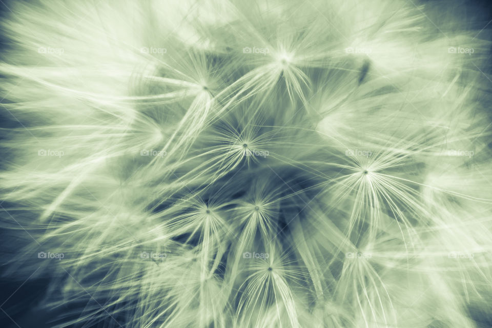 Macro shot of a really soft dandelion. This is more kind of an abstract picture that would be cool to hang up on a wall.