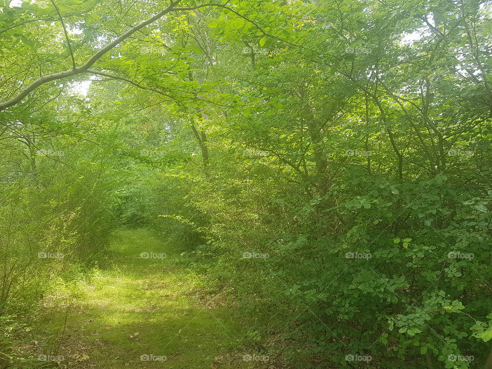 A walking path on an island, full of green leaves and long green grass. nature - outdours.