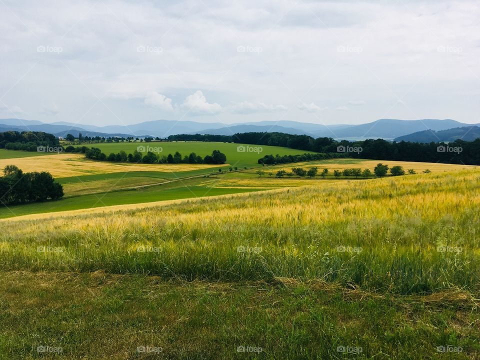 Spring fields in Moravia