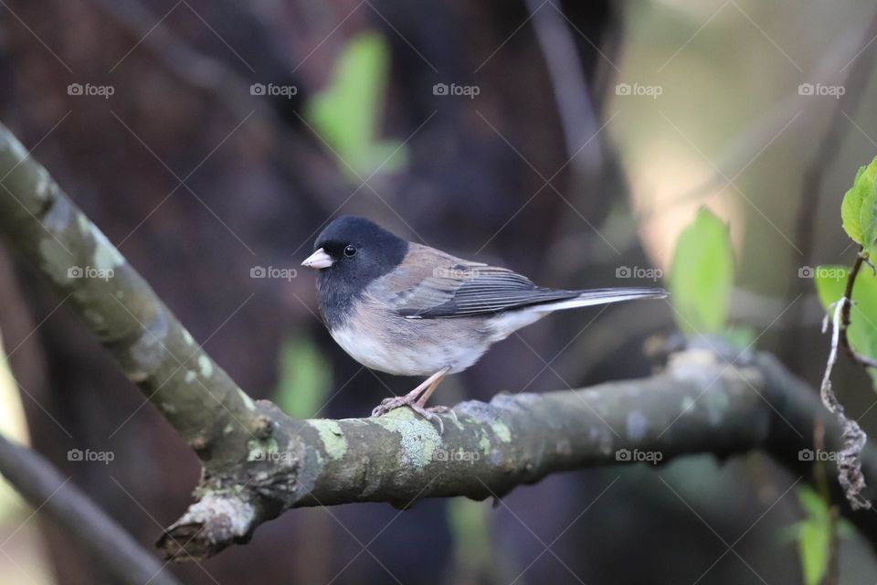 Dark eyed junco perched on a branch 