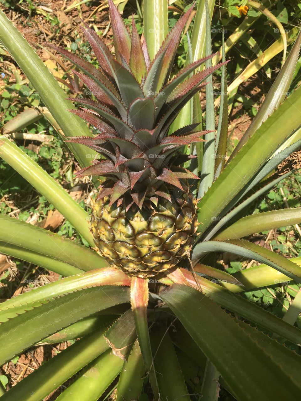 Fresh lush Pineapple growing on plant