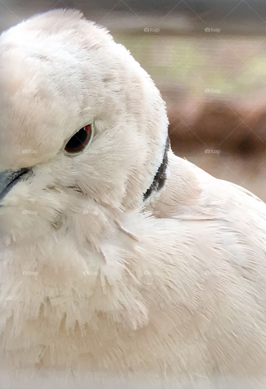 Closeup head shot white dove ring necked bird