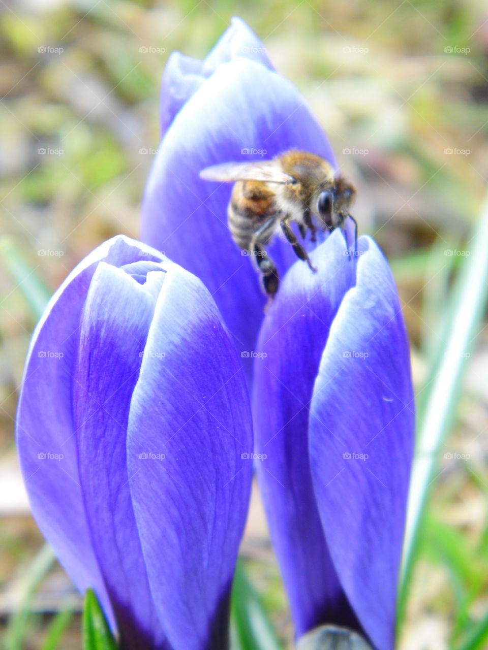 beautiful spring flowers and beautiful color