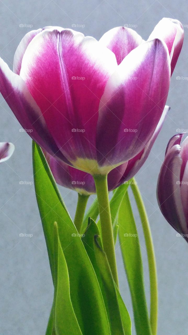 Close up of purple pink tulips