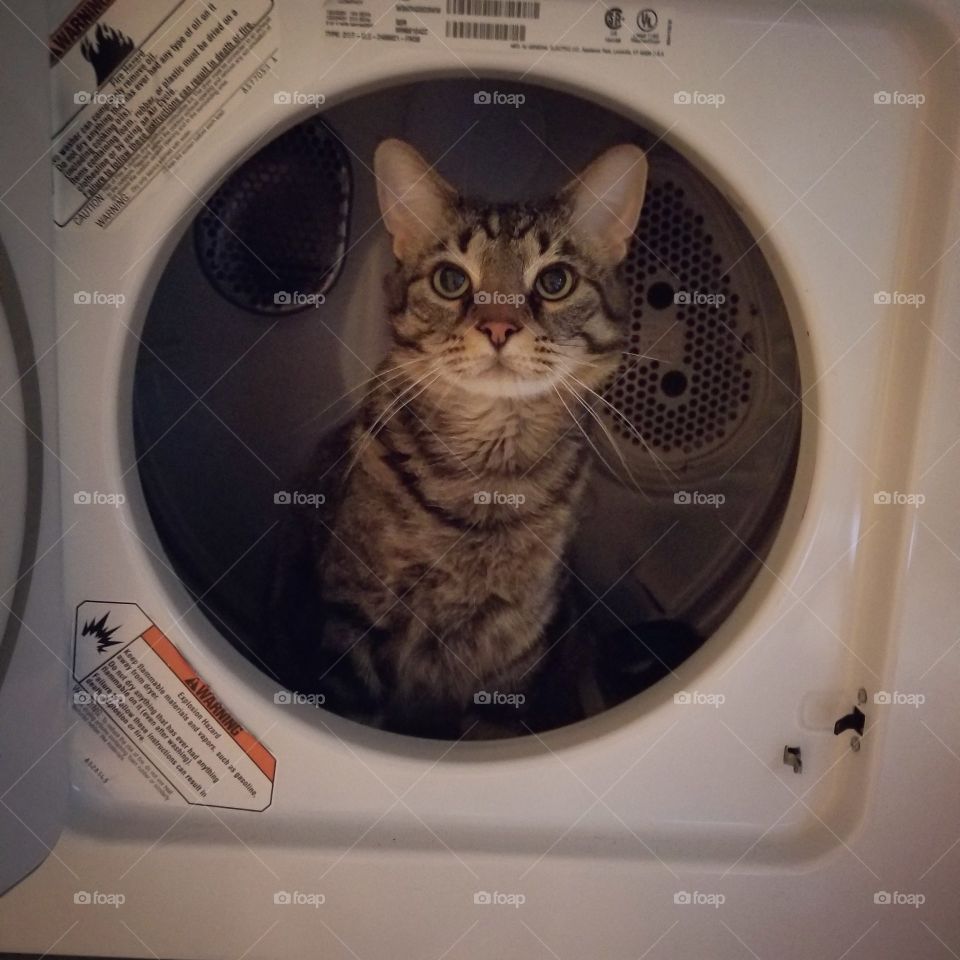 cat in the dryer