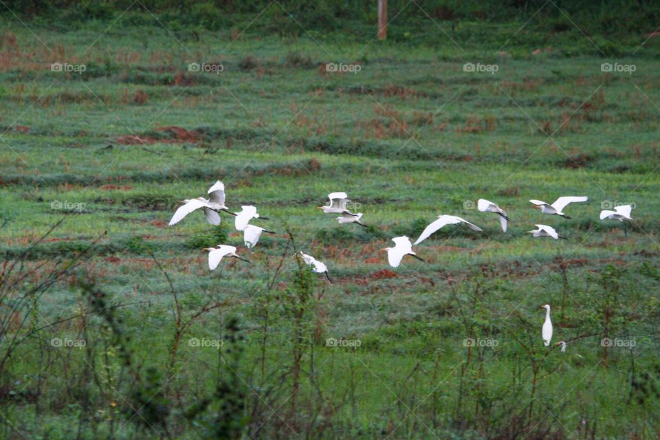 Birds are simply miracles of nature.