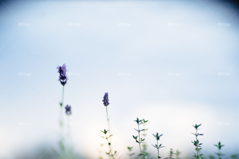 Lavender flower