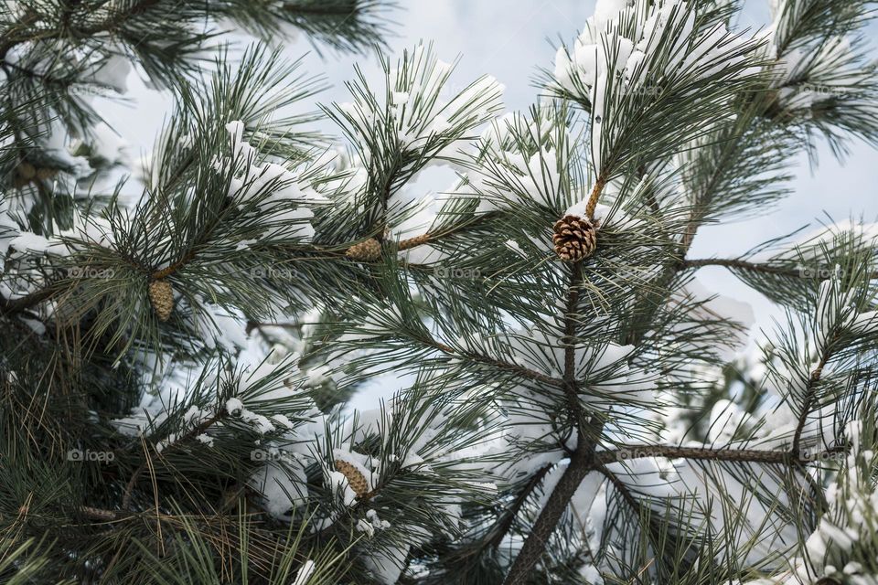 fir green branch in winter park covered with snow. New Year holiday atmosphere, spirit. Spruce winter background