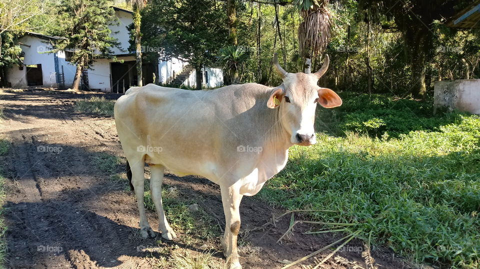 HAKU, COW, CALF, KATTI, FOCK, MAHA, LUONTO, YMPÄRISTÖ.