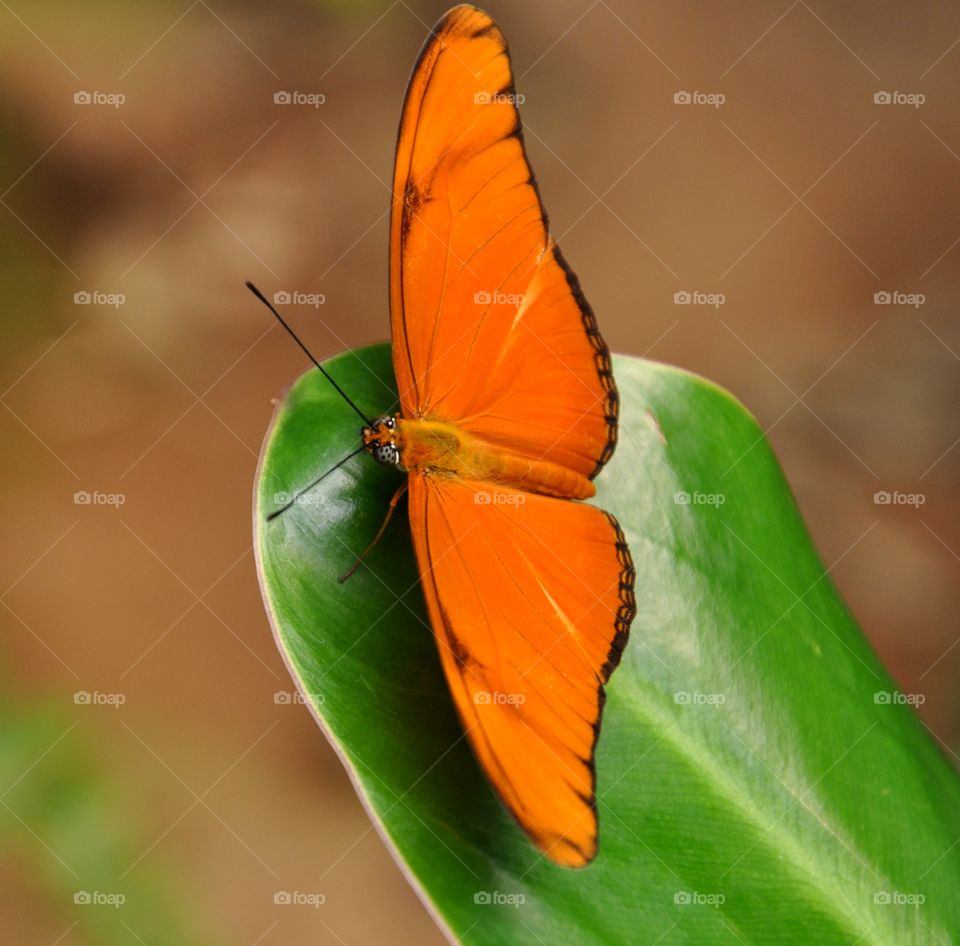 Orange butterfly on leaf