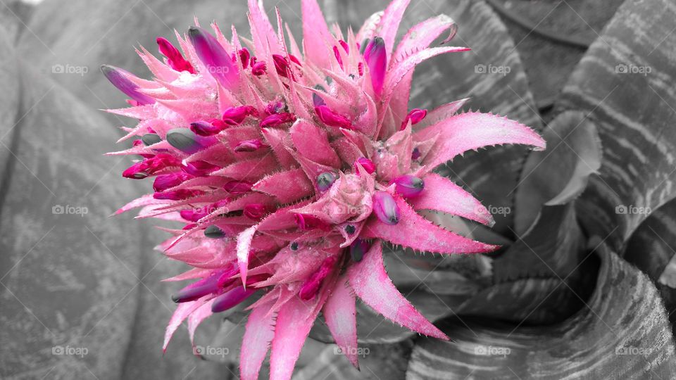 Flor natural, absolutamente bela e especial.