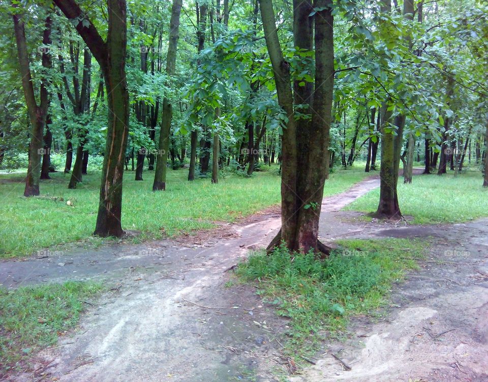 park trees