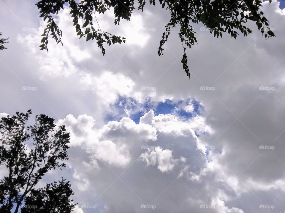 sky through trees