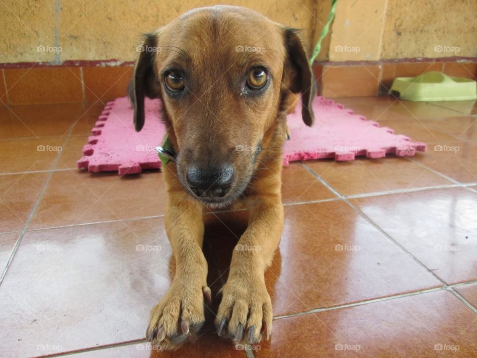 a dog in a shelter. this dog was hit by a car and was waiting for adoption 