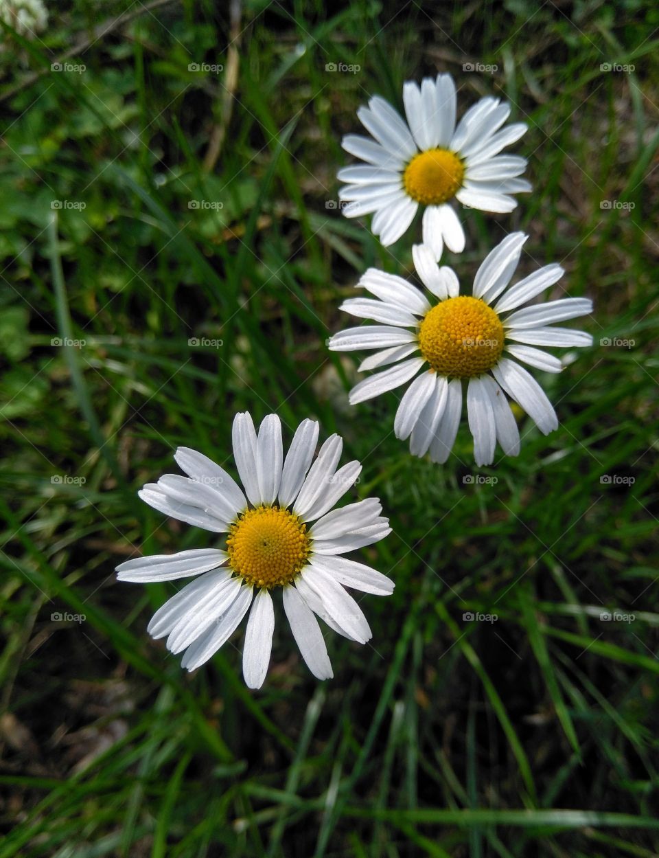 wild camomiles flowers in the grass summer time