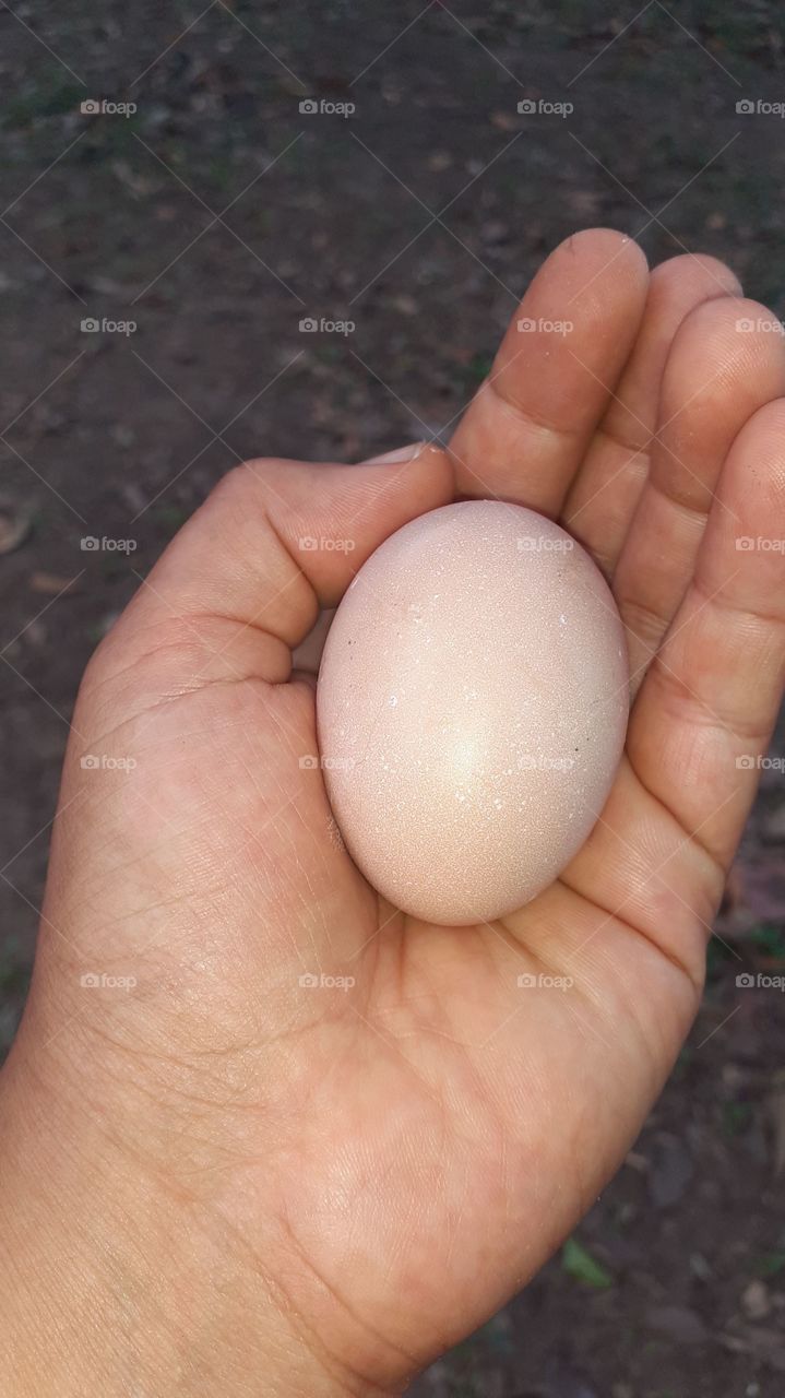 My first egg