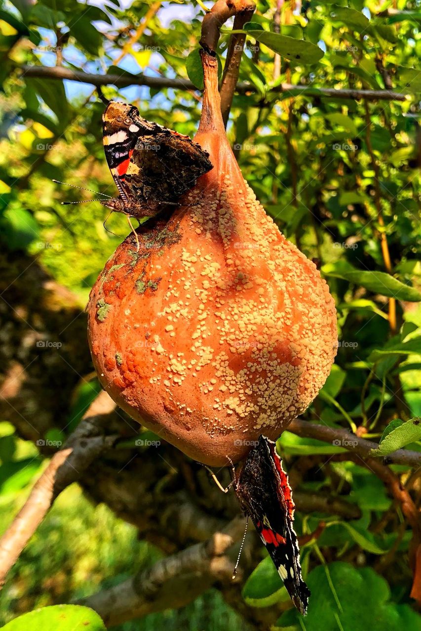 Rotten pear with butterflies