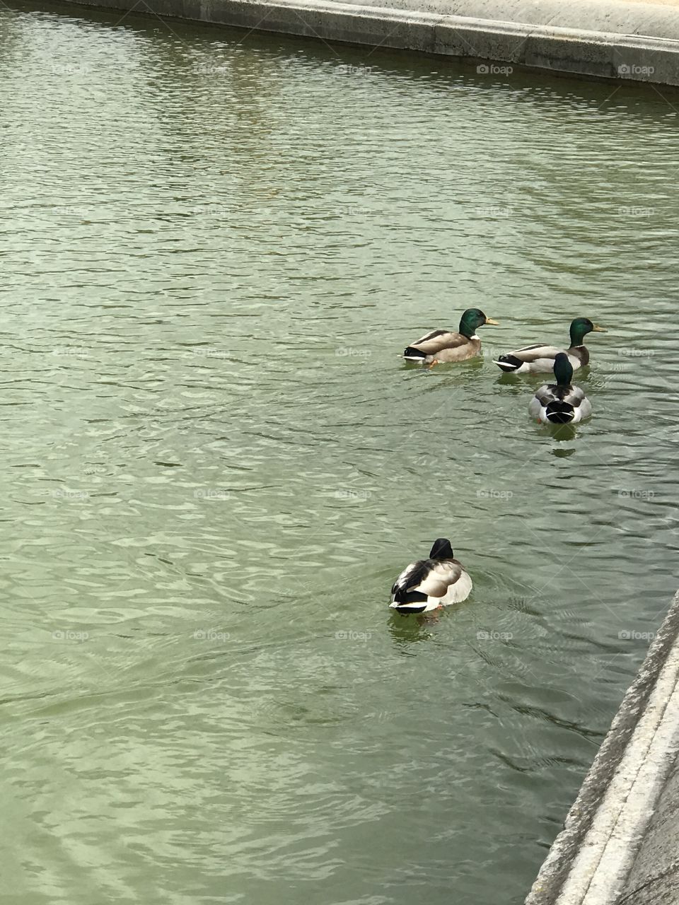 Ducks of Paris 