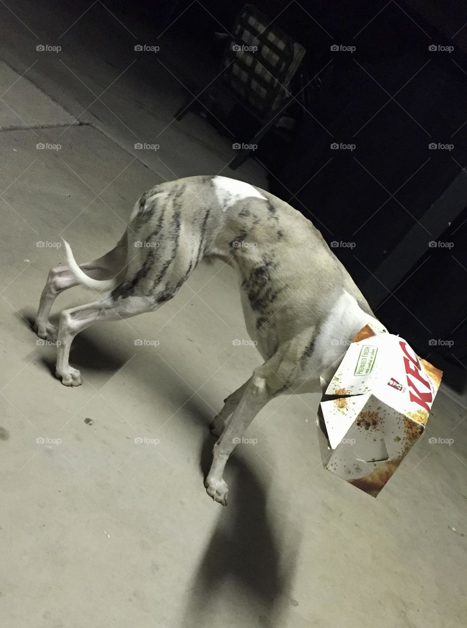 KFC Box on Whippet
