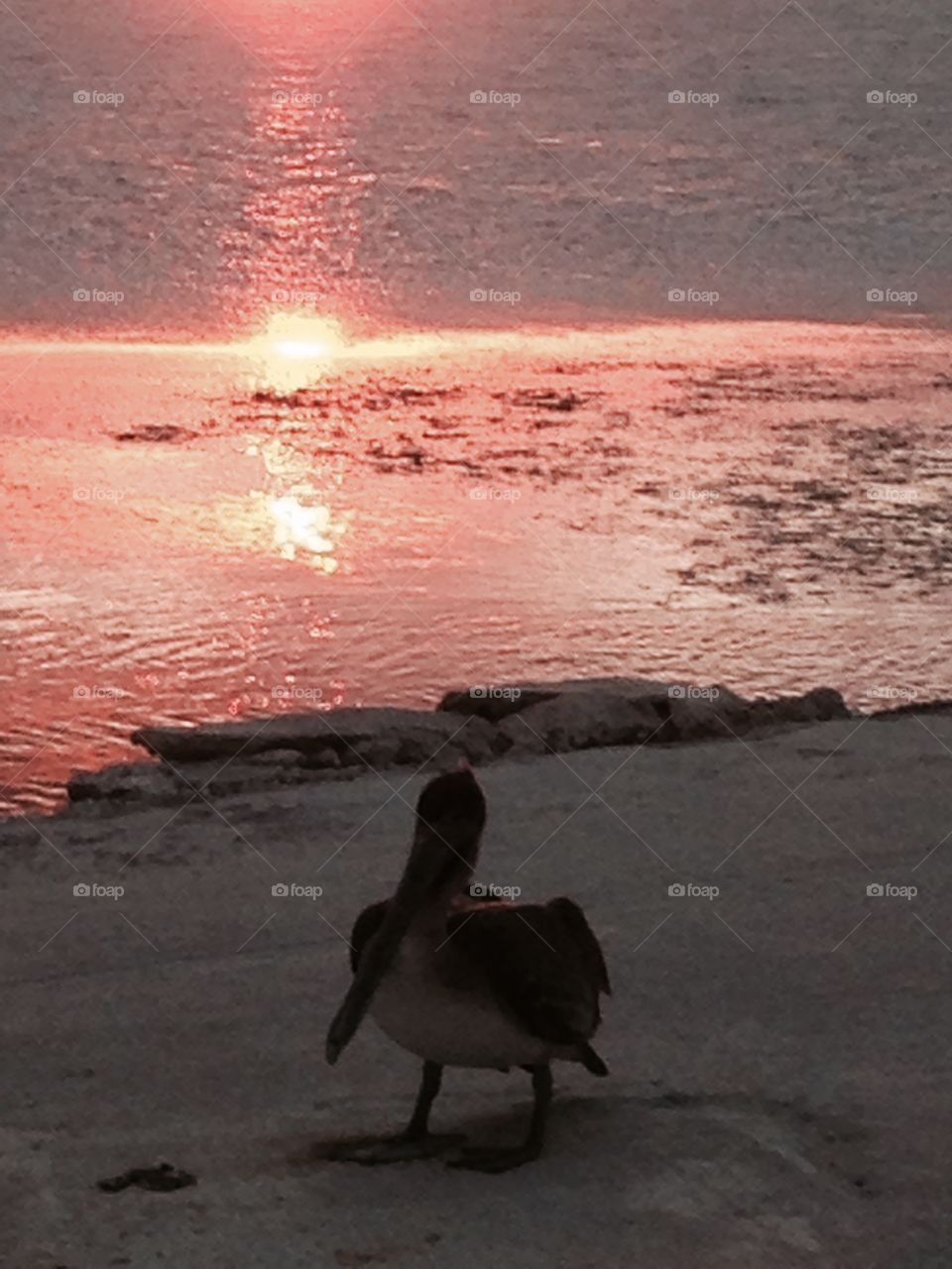 Oceanside sunset with pelican