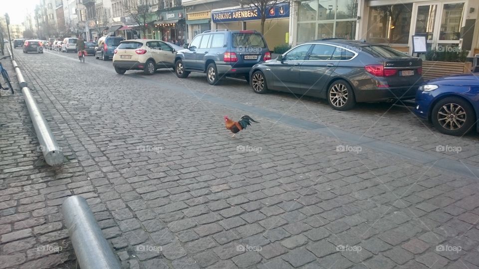 A chicken crossing Oudevaartplaats, beside Theaterplein, in Antwerp, Belgium
