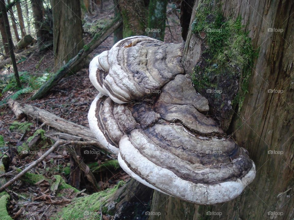 Fungi on tree