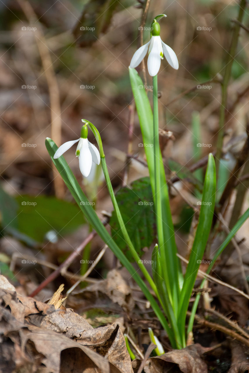 Snowdrop Flowers on a Sunny Day in Forest